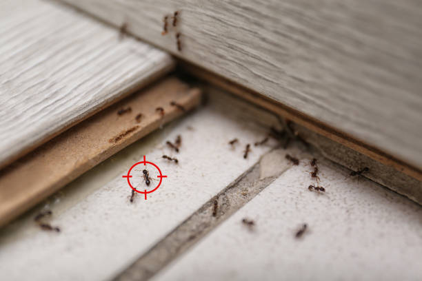 Best Pest Removal Services  in Butler, OH